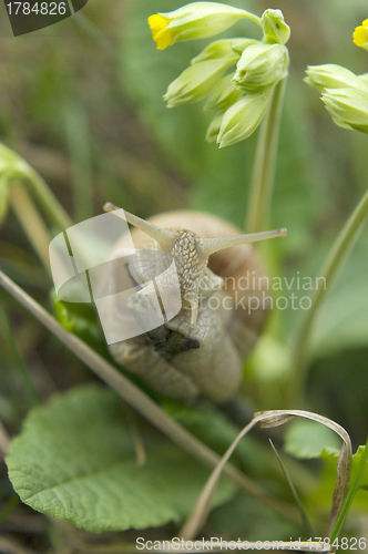 Image of Close-up of burgundy snail