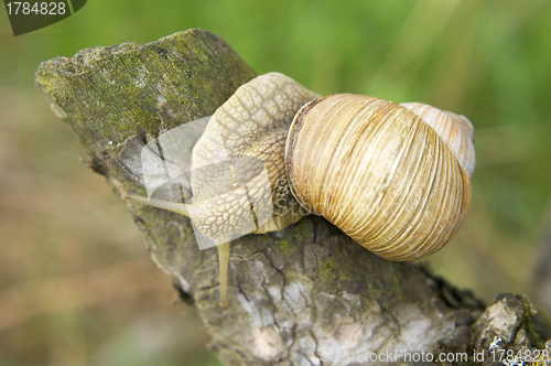 Image of Close-up of burgundy snail