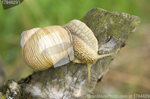 Image of Close-up of burgundy snail