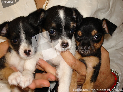Image of Hands full of puppies