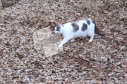 Image of Cat walking.