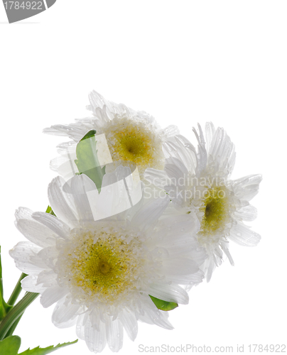 Image of Garden camomiles