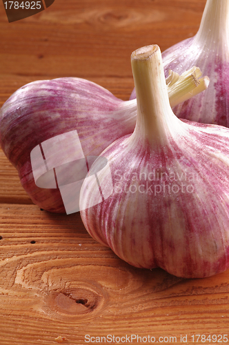 Image of New Harvest Garlic Close up