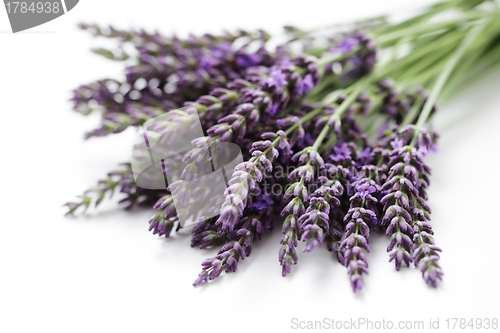 Image of lavender flowers