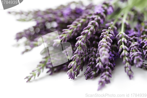 Image of lavender flowers