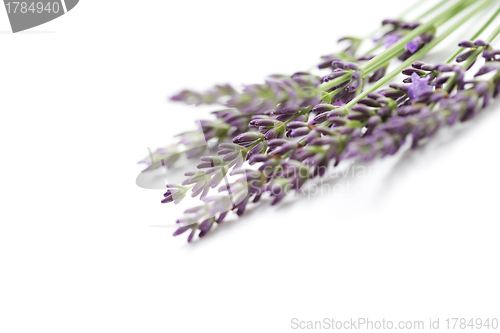 Image of lavender flowers