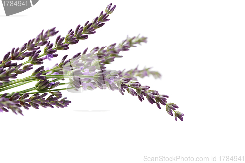 Image of lavender flowers