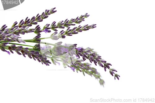 Image of lavender flowers