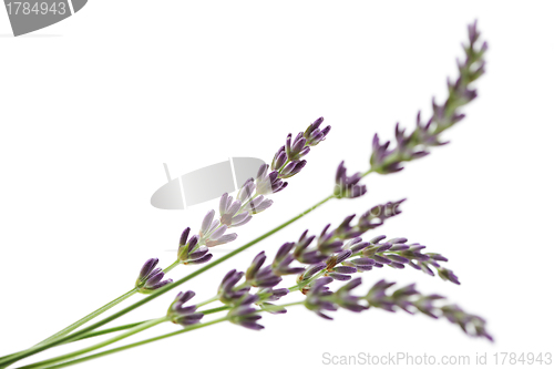 Image of lavender flowers