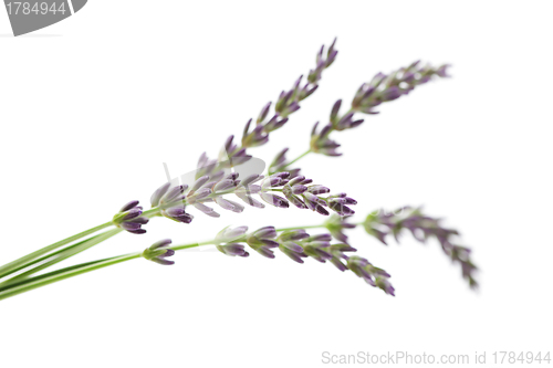 Image of lavender flowers