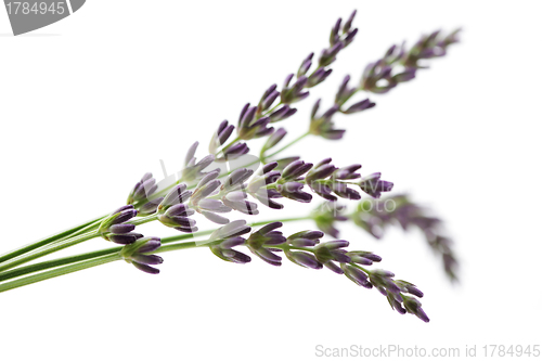 Image of lavender flowers