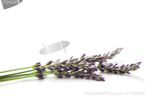 Image of lavender flowers