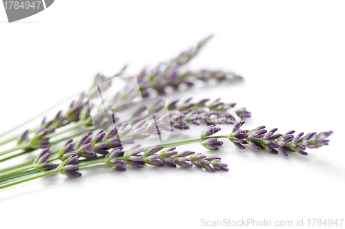 Image of lavender flowers