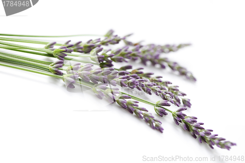 Image of lavender flowers