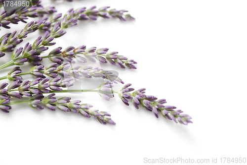 Image of lavender flowers