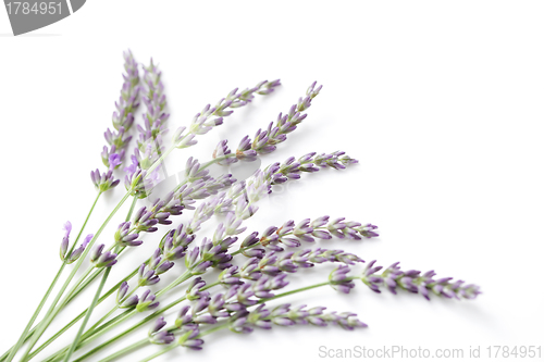 Image of lavender flowers