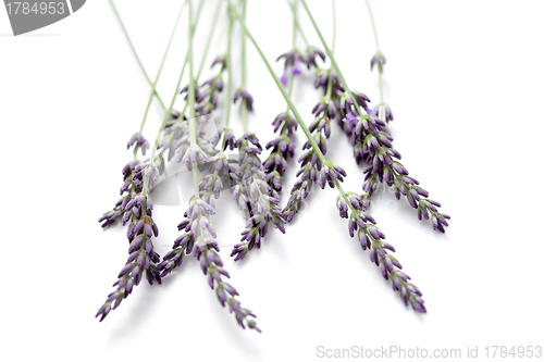 Image of lavender flowers