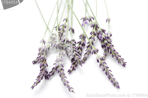 Image of lavender flowers