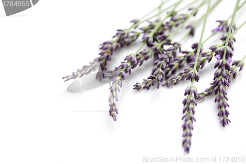 Image of lavender flowers