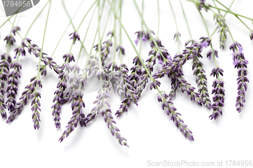 Image of lavender flowers