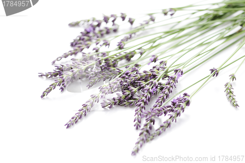 Image of lavender flowers