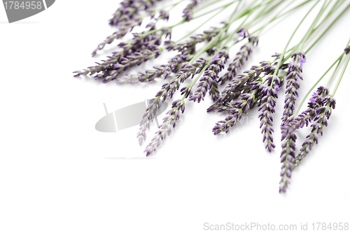 Image of lavender flowers