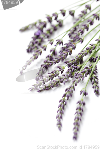 Image of lavender flowers