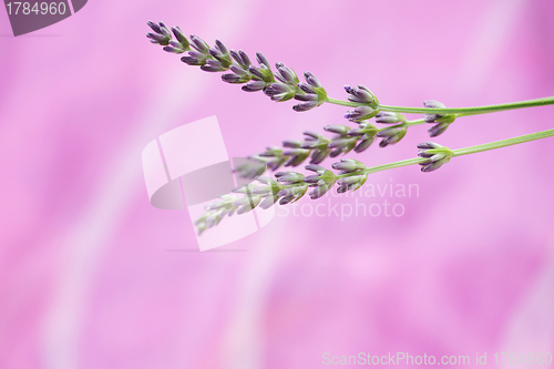 Image of lavender flowers