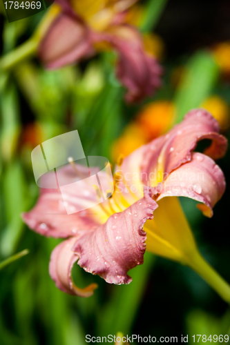 Image of fresh lily flower