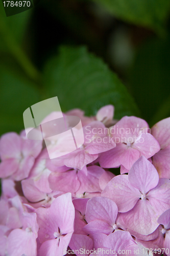 Image of hydrangea flower