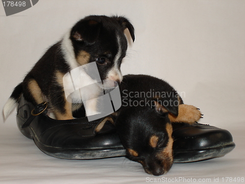 Image of Cute pair of puppies in shoes