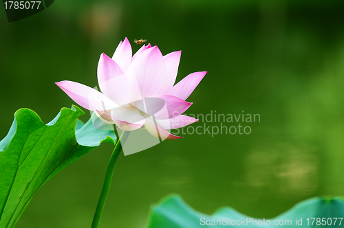 Image of Lotus flower blooming in pond