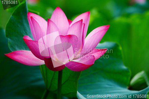 Image of Lotus flower blooming in pond