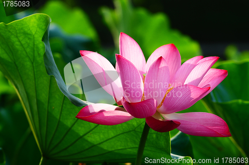 Image of Lotus flower blooming in pond