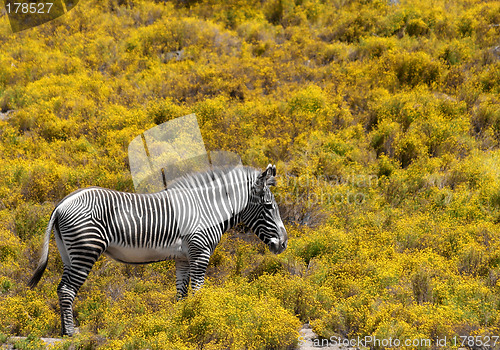 Image of zebra on yellow background