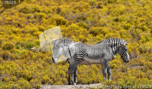 Image of 2 zebras on yellow background
