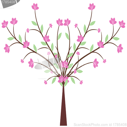 Image of Cherry Blossom