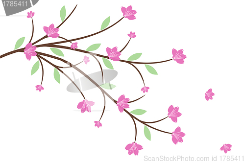 Image of Cherry Blossom