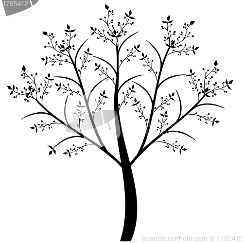 Image of Olive Tree