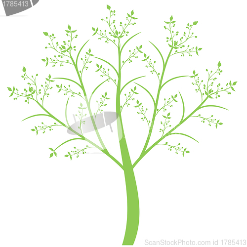 Image of Olive Tree