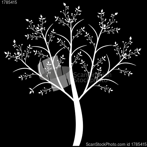 Image of Olive Tree