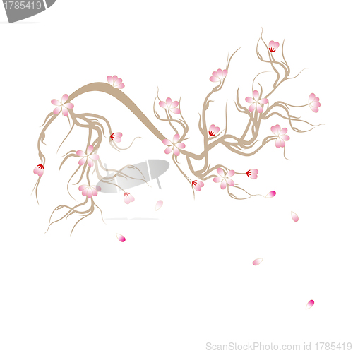 Image of Cherry Blossom