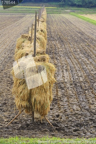 Image of Autumn rice field