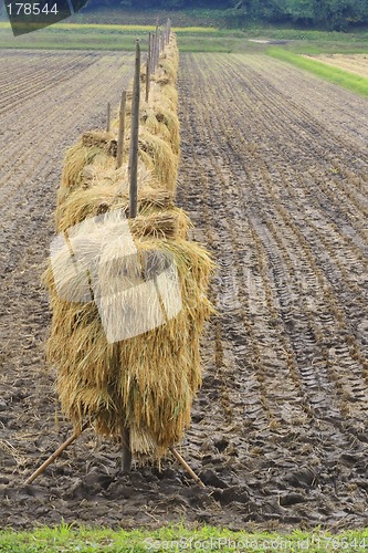 Image of Autumn rice field