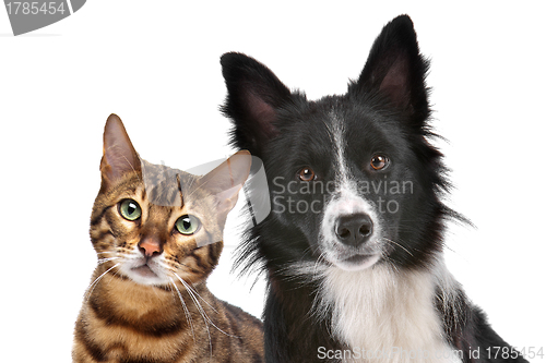 Image of Dog and Cat