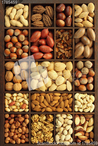 Image of Nut varieties