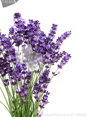 Image of Lavender