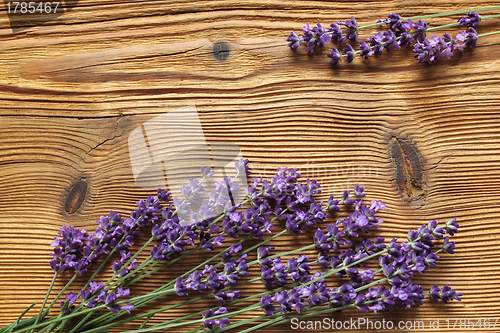 Image of Lavender