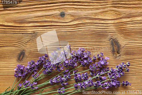 Image of Lavender