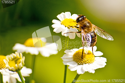 Image of bee on feverfew